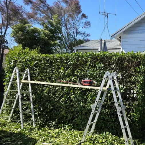 Light tree work and hedge trimming for healthy residential gardens